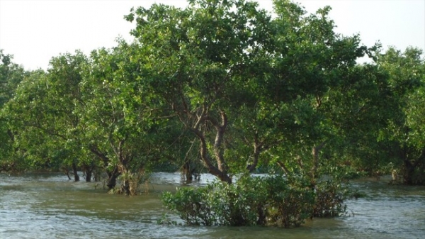 Unesco lên tiếng việc Thái Bình điều chỉnh Khu bảo tồn thiên nhiên Tiền Hải