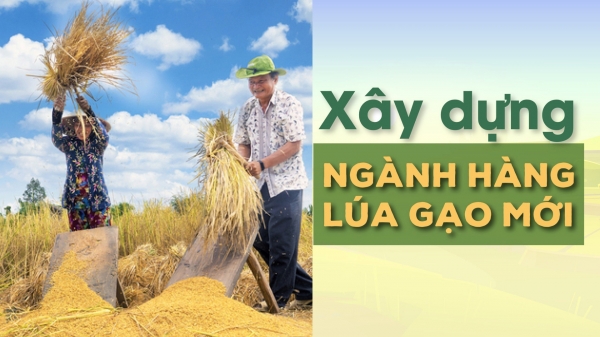 Ngân hàng Thế giới đủ tiềm lực hỗ trợ Việt Nam phát triển lúa gạo