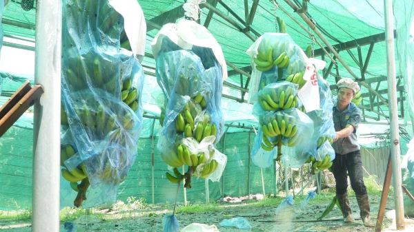 Hiến kế phát triển nông nghiệp công nghệ cao huyện Phú Giáo
