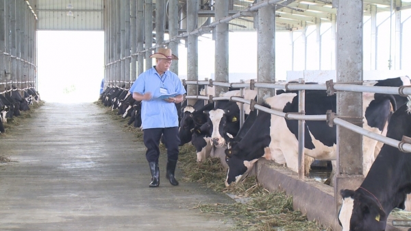 An toàn dịch bệnh nhờ chăn nuôi công nghệ cao: [Bài 2] Trang trại bò sữa tự động hóa