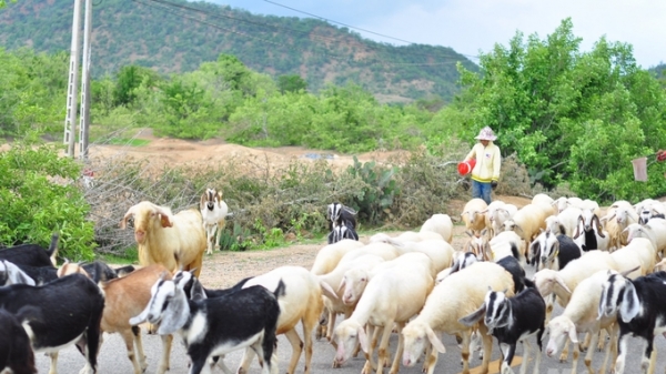 Chăn nuôi dê, cừu Ninh Thuận trước thách thức mới [Bài 2]: Tích hợp đa giá trị