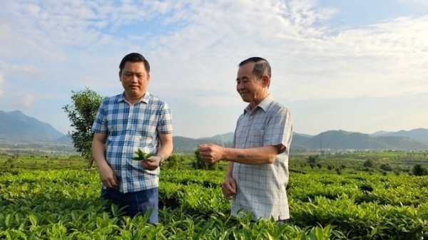 Two businesses cooperate to build Tan Uyen organic tea area