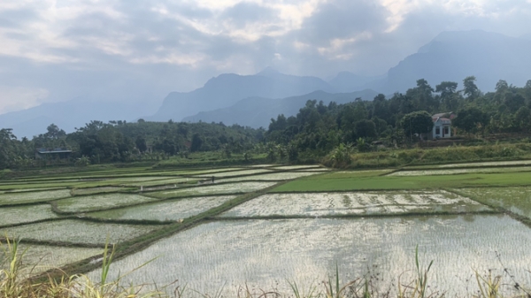 Lần đầu tiên cấy lúa đặc sản Séng Cù vụ 3 ở Lào Cai