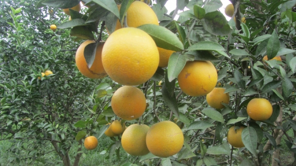 Thâm canh cây ăn quả VietGAP, giảm chi phí, tăng lợi nhuận