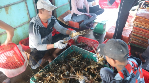 Tôm hùm bông sống khó xuất khẩu sang Trung Quốc, chưa rõ lý do