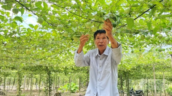 Soc Trang cooperates with businesses in growing passion fruit