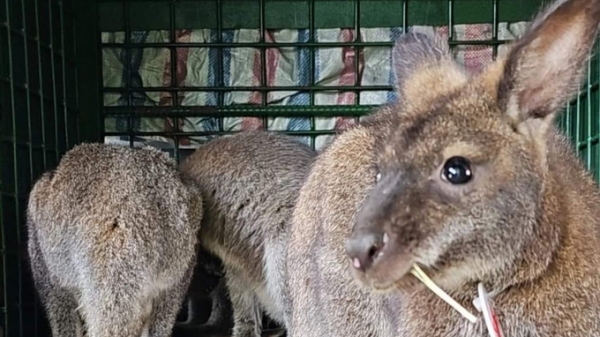 Vườn Quốc gia Hoàng Liên tiếp nhận 4 cá thể chuột túi ở Cao Bằng