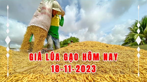 Giá lúa gạo hôm nay 18/11/2023: Chủ yếu đi ngang