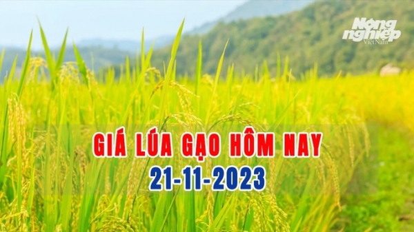 Giá lúa gạo hôm nay 21/11/2023: Gạo đi ngang, lúa giảm nhẹ