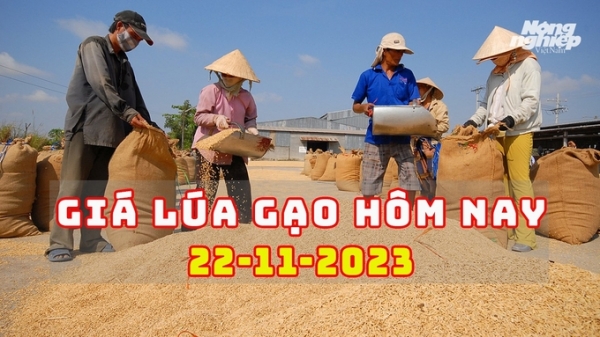 Giá lúa gạo hôm nay 22/11/2023: Gạo giảm nhẹ, lúa đi ngang