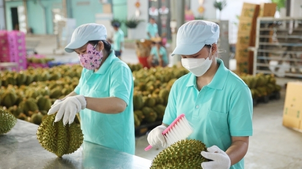 Sầu riêng Việt Nam sẽ là 'vua' trái cây tại Trung Quốc