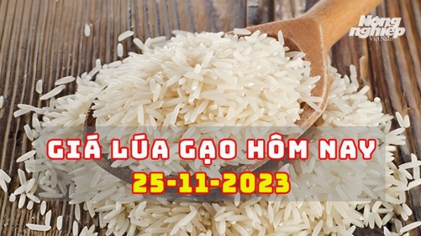 Giá lúa gạo hôm nay 25/11/2023: Xuất khẩu gạo dự kiến tăng mạnh