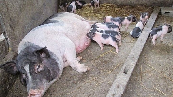 Giá heo hơi hôm nay 27/11/2023: Yên Bái cẩn trọng dịch tả lợn châu Phi
