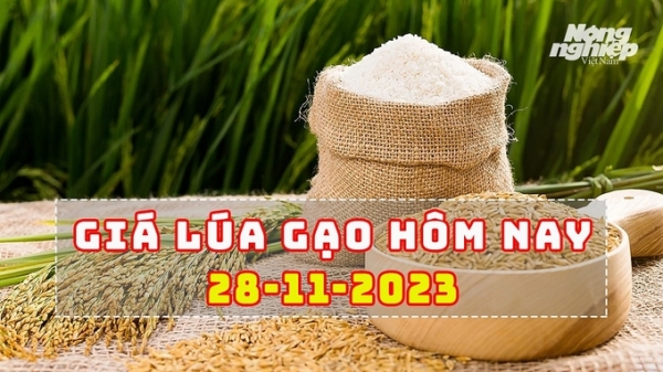 Giá lúa gạo hôm nay 28/11/2023: Gạo tăng tới 200 đ/kg