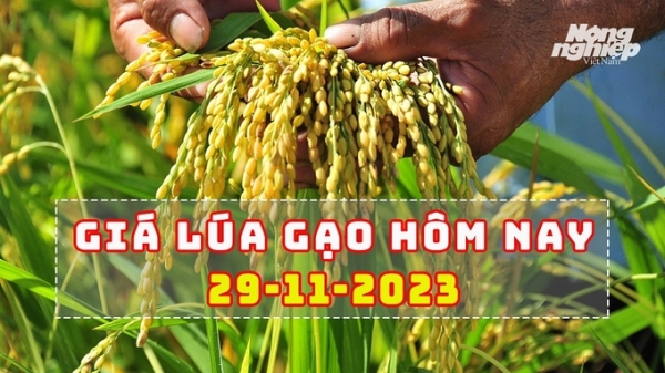 Giá lúa gạo hôm nay 29/11/2023: Lúa quay đầu giảm, gạo tiếp tục tăng