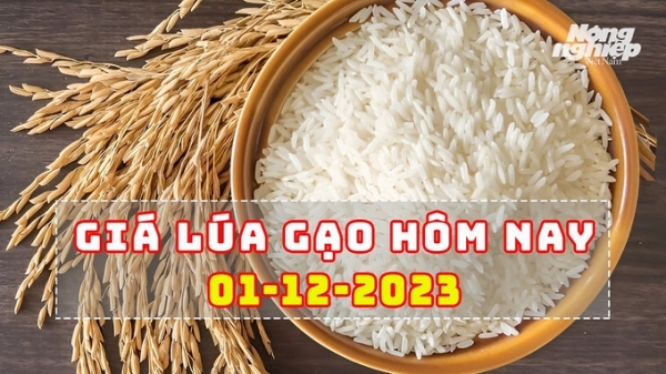 Giá lúa gạo hôm nay 1/12/2023: Ngành lúa gạo Việt Nam tỏa sáng