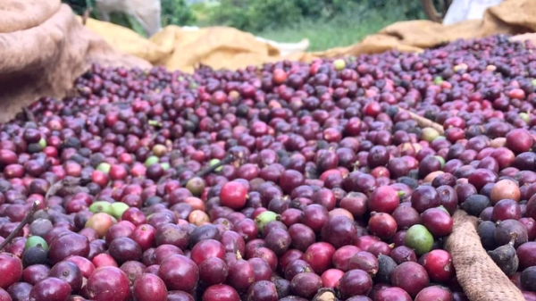 Giá cà phê nhân Việt Nam có thể cao nhất thế giới năm 2024