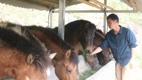 Chăn nuôi ngựa hàng hóa phát triển kinh tế hộ gia đình