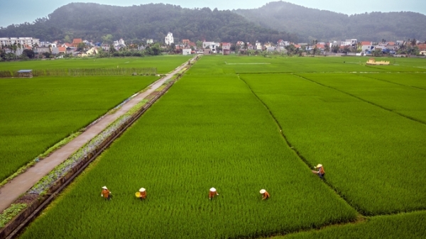 Hải Phòng thông qua dự thảo nghị quyết chuyển đổi đất trồng lúa, đất rừng