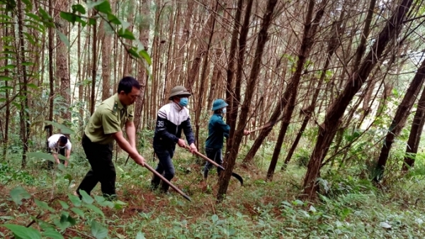 Giám sát chặt tài nguyên rừng đảm bảo quy định pháp luật