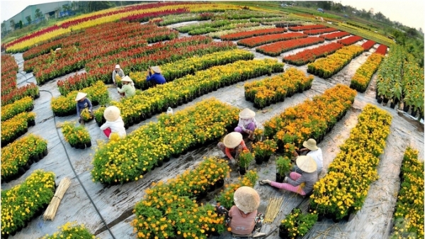 Festival Hoa - Kiểng Sa Đéc: Tôn vinh làng hoa trăm năm tuổi
