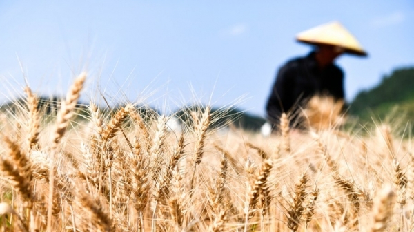 Luật an ninh lương thực Trung Quốc ra 'giới hạn đỏ' bảo vệ đất nông nghiệp