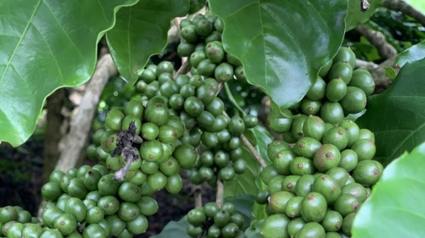 Một số lưu ý bón phân cho cây cà phê trong mùa khô ở Tây Nguyên