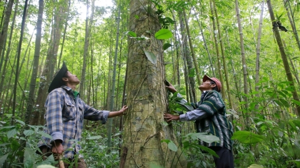 Đo và cấp tín chỉ các bon rừng: Phụ thuộc hoàn toàn quốc tế