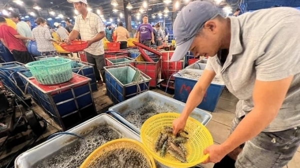 Vietnamese shrimp increases its market share in Japan