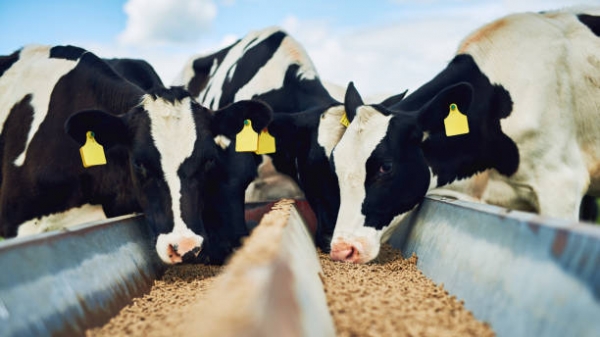 4 associations recommend controlling the import of livestock products