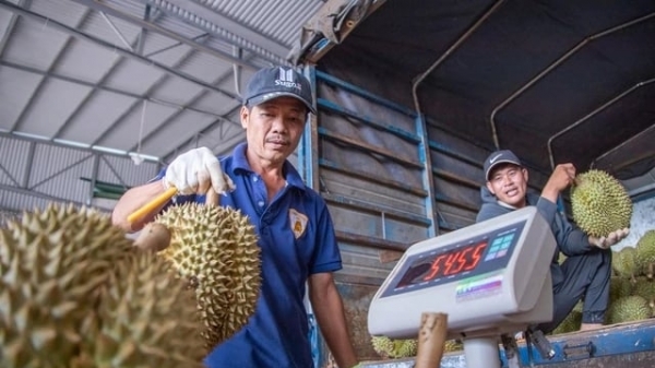 Durian prices increase sharply, quality control warnings