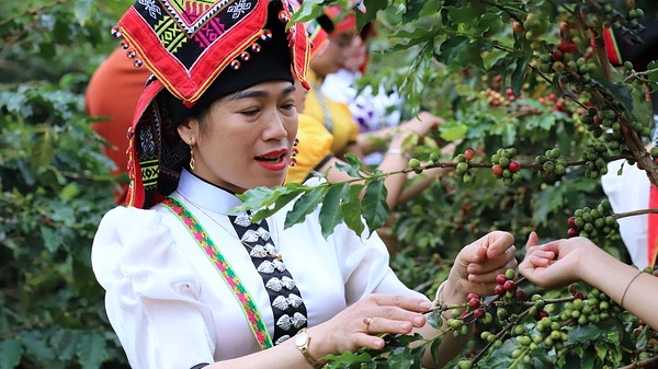 Hỗ trợ phụ nữ trồng cà phê Sơn La thích ứng biến đổi khí hậu