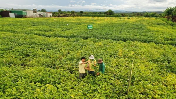 Nông dân tại huyện Cư Jut vững tin gắn bó cùng cây đậu nành