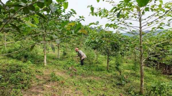 'Góp một cây để có rừng': Hiệu quả xã hội hóa phục hồi rừng