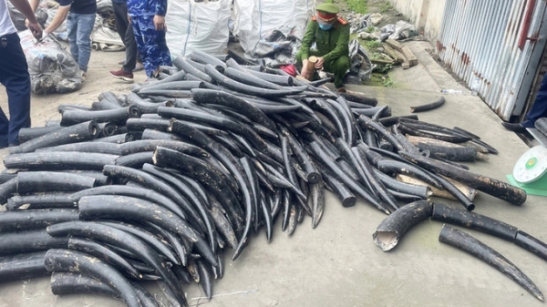 Hai Phong confiscates 1.6 tons of ivory