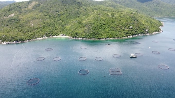 Ministry of Natural Resources and Environment: 'no bottlenecks in mariculture'