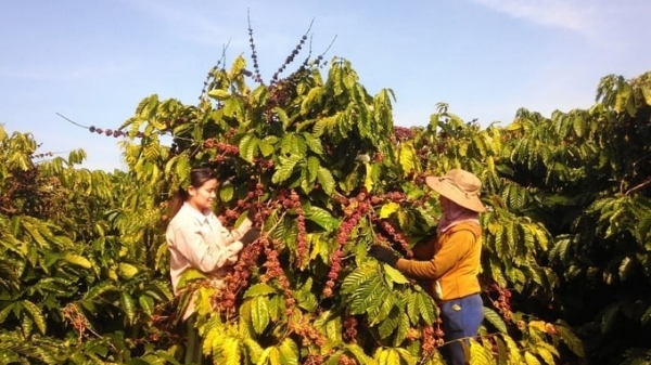 Over 37,000 hectares of Gia Lai coffee meet the EUDR