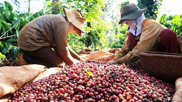 Giá cà phê hôm nay 13/4/2024: Tăng vọt lên mốc 110.000 đ/kg