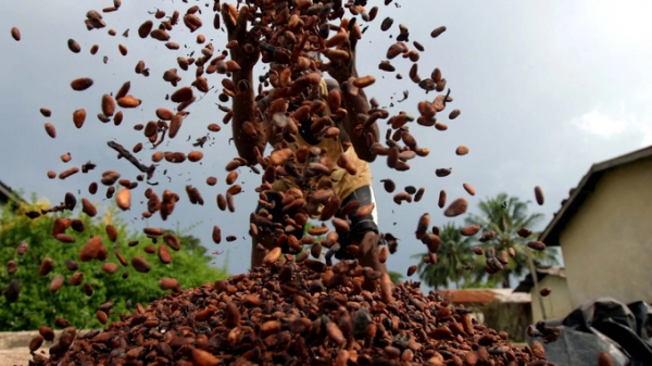 Cocoa prices dropped after setting a record