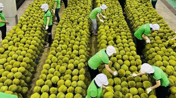 Vietnam's vegetable and fruit exports reach over 2 billion USD since the start of the year