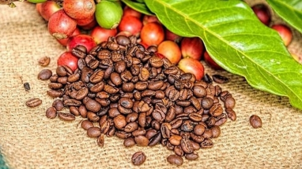 Coffee prices on 05/03/2024: Sharp drop to VND 130,000/kg