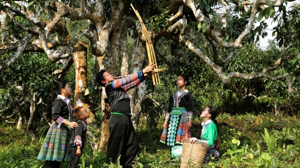 Lễ hội trà Shan tuyết lần đầu tiên được tổ chức tại Yên Bái