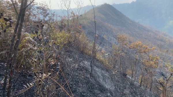 2,5ha rừng tái sinh tự nhiên bị thiệt hại do cháy