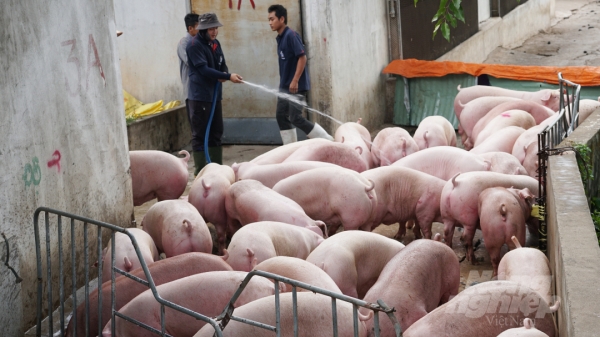 963 cơ sở chăn nuôi heo Đồng Nai tham gia Đề án truy xuất nguồn gốc