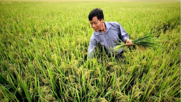 Bayer Việt Nam ra mắt giải pháp Routine Start 280FS ngừa bệnh đạo ôn trên lúa