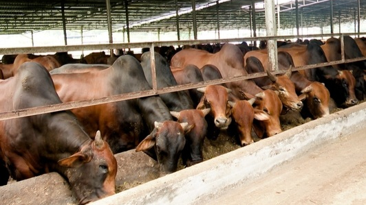 Về Đồng Nai xem nuôi bò vỗ béo từ phế phẩm nông nghiệp