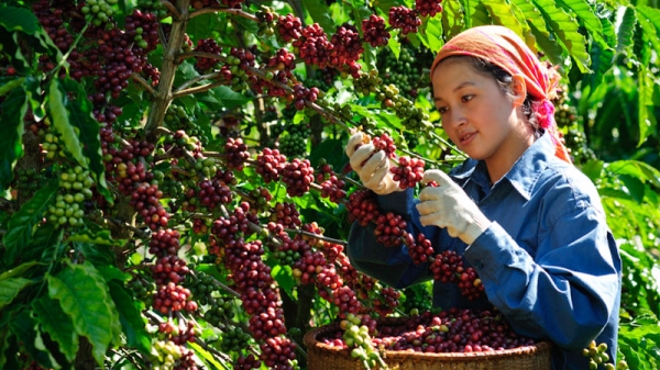 Khởi động 3 dự án sản xuất cà phê phát thải thấp tại Tây Nguyên