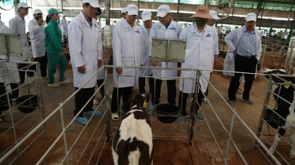 Tây Ninh chuẩn bị triển khai 2 dự án nông nghiệp lớn