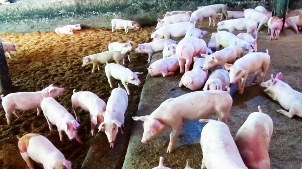 Một số xu hướng trong chăn nuôi lợn của thế giới