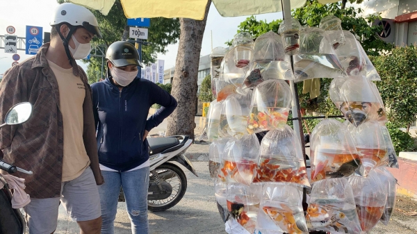 Để ngành cá cảnh vươn xa: [Bài 1] Thú chơi tao nhã của người Sài Gòn